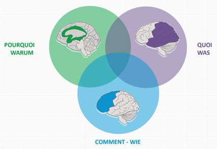  In einem Kreisdiagramm werden die Schnittmengen der drei neurologischen Netzwerke aufgezeigt. 